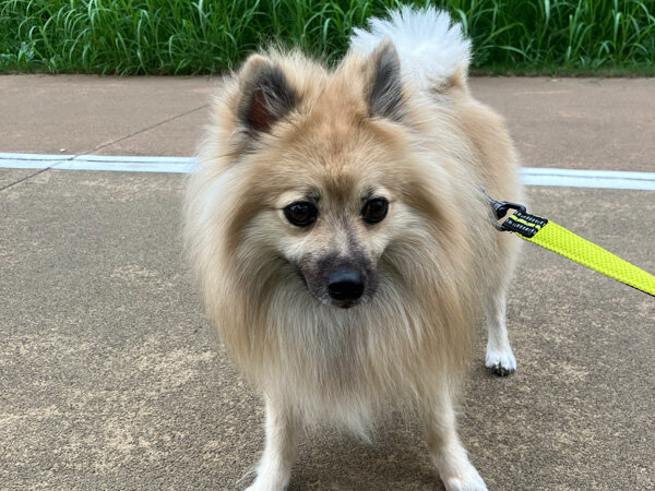 小型犬ポメラニアン×パグペットシッター