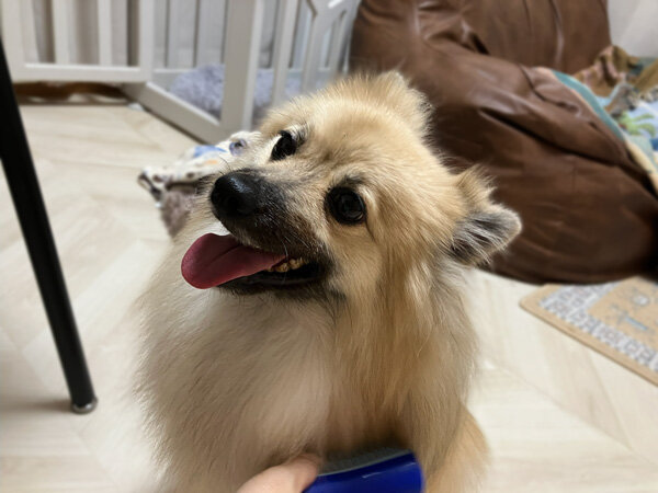 小型犬ポメラニアン×パグペットシッター