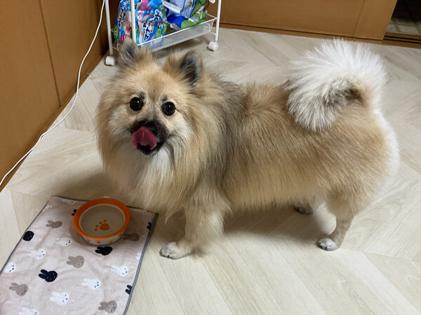 小型犬ポメラニアン×パグペットシッター