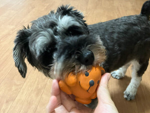 小型犬ミニチュアシュナウザーペットホテル