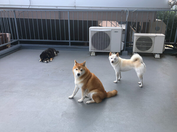 柴犬ペットシッター