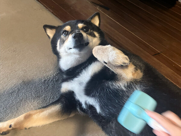 柴犬ペットシッター