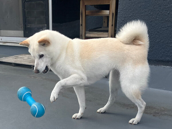 柴犬ペットシッター