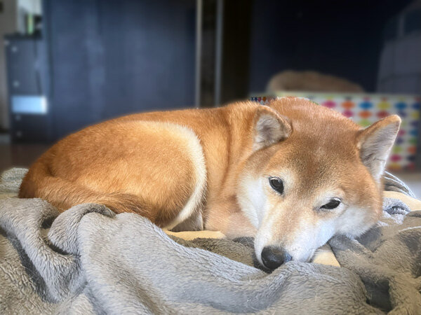 柴犬ペットシッター