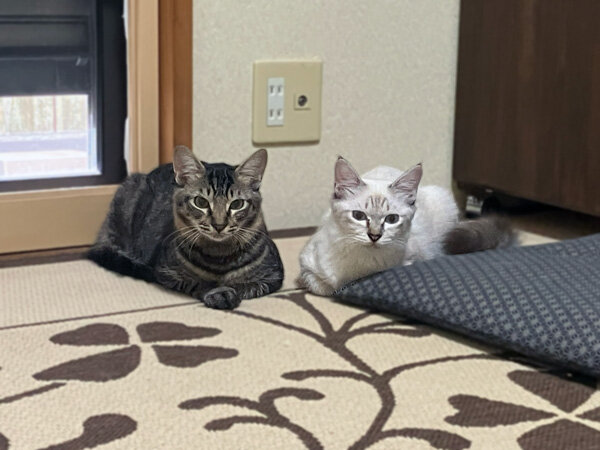 猫ペットシッター