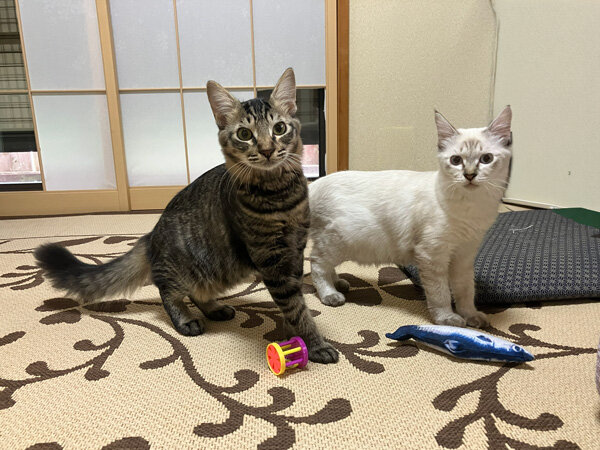 猫ペットシッター