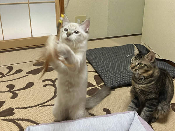 猫ペットシッター