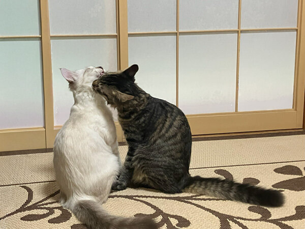 猫ペットシッター
