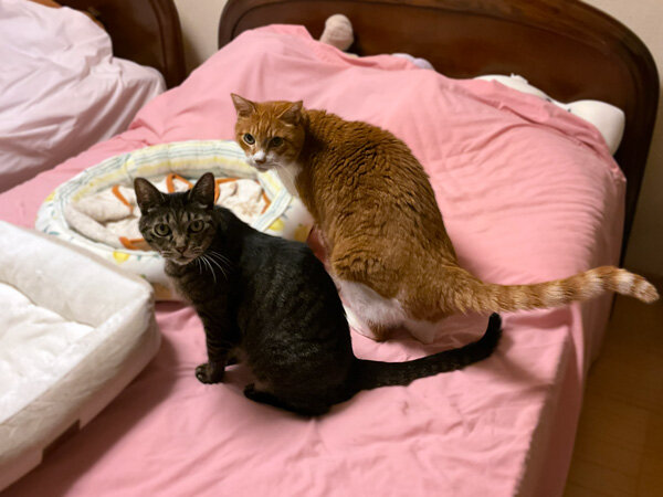 猫ペットシッター
