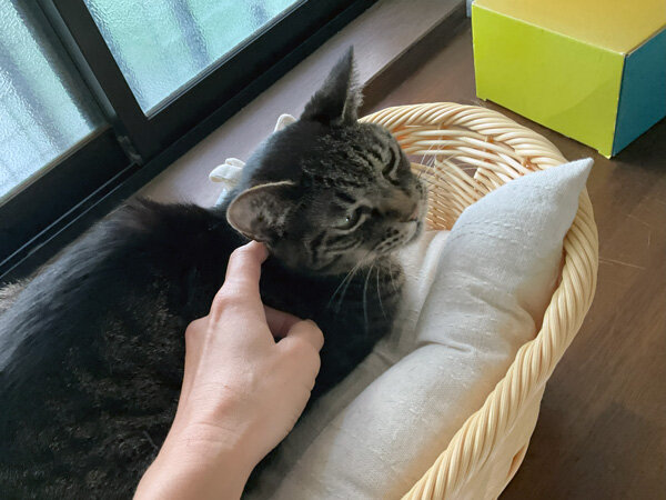 猫ペットシッター