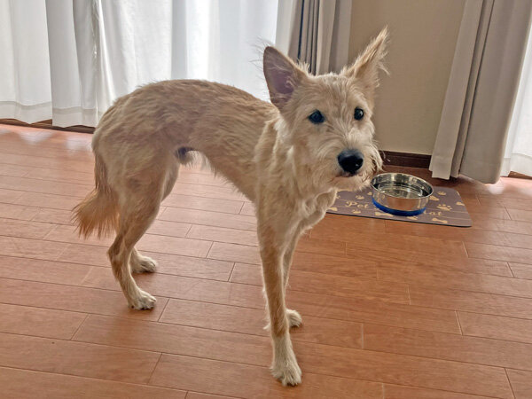 中型MIX犬ペットホテル