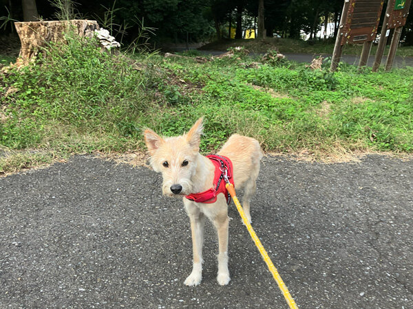 中型MIX犬ペットホテル