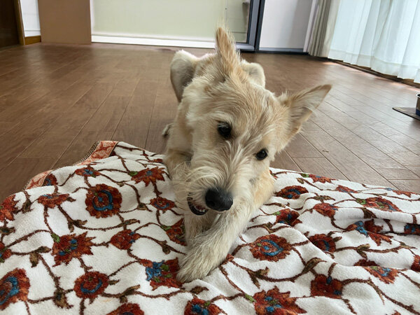 中型MIX犬ペットホテル