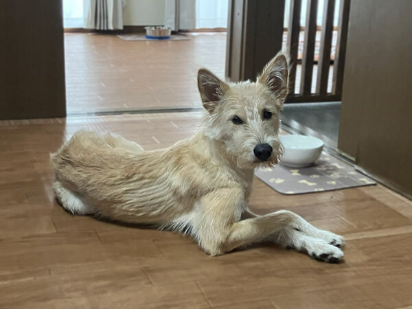 中型MIX犬ペットホテル