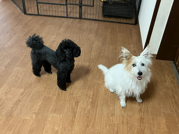 小型犬ジャックラッセルテリアペットホテル