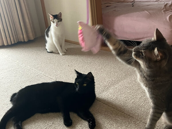 猫多頭ペットシッター
