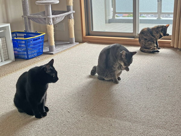 猫多頭ペットシッター