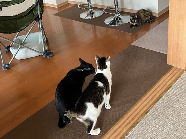猫多頭ペットシッター
