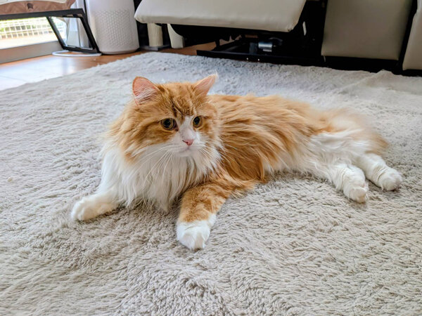 猫、ラガマフィンペットシッター