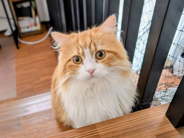 猫、ラガマフィンペットシッター