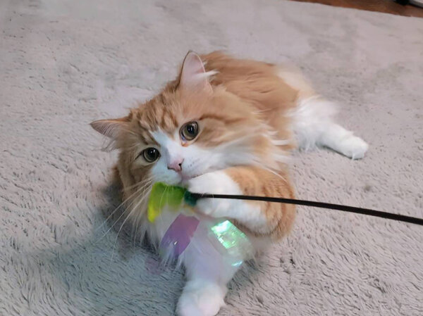 猫、ラガマフィンペットシッター