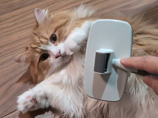 猫、ラガマフィンペットシッター