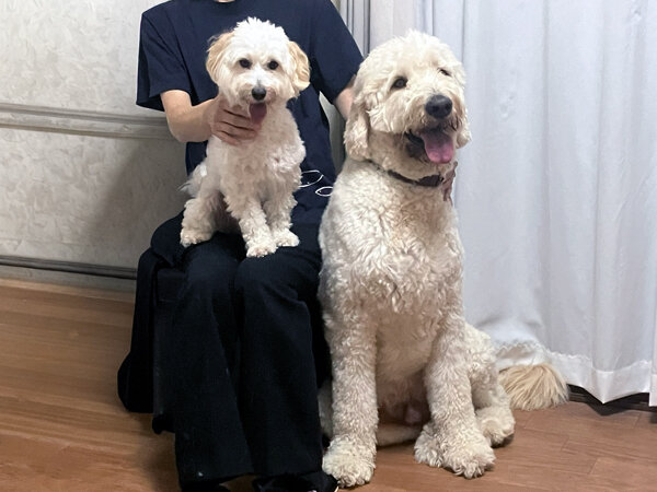 マルプーとゴールデンドゥードルのペットホテル