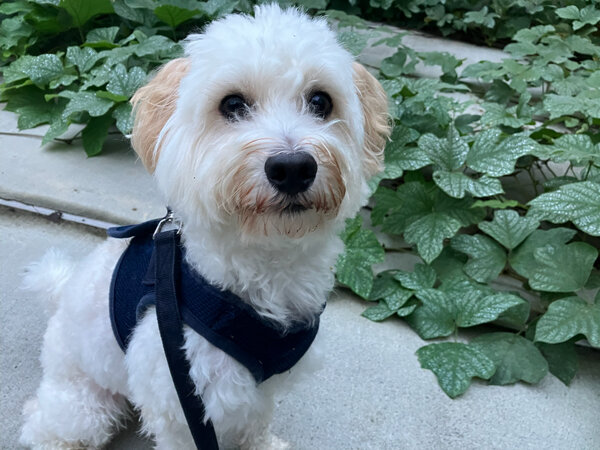 マルプーとゴールデンドゥードルのペットホテル