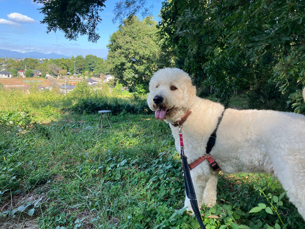 マルプーとゴールデンドゥードルのペットホテル