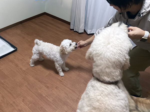 マルプーとゴールデンドゥードルのペットホテル