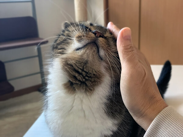 猫マンチカンペットシッター