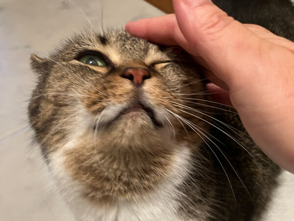 猫マンチカンペットシッター