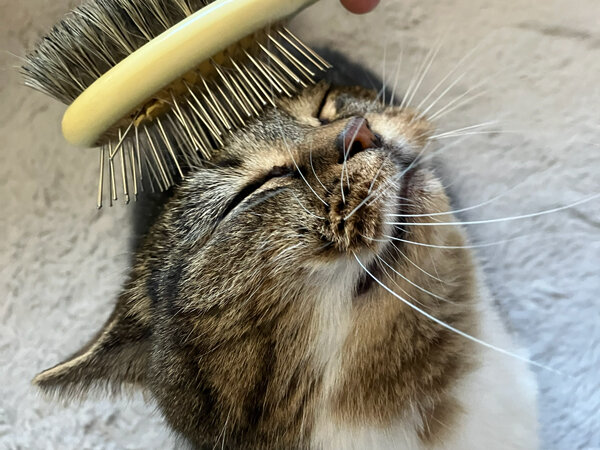 猫マンチカンペットシッター