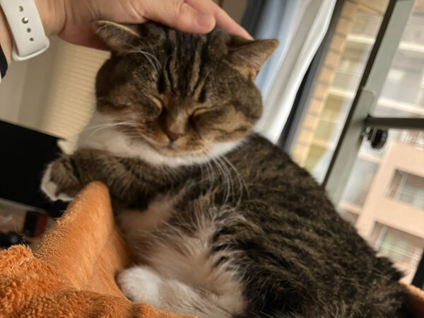 猫マンチカンペットシッター