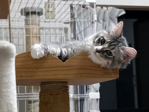 猫サイベリアンペットホテル