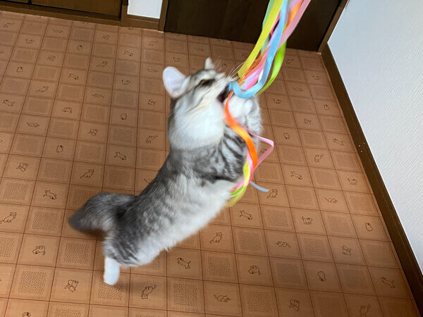 猫サイベリアンペットホテル