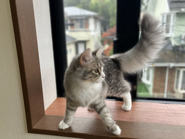 猫サイベリアンペットホテル