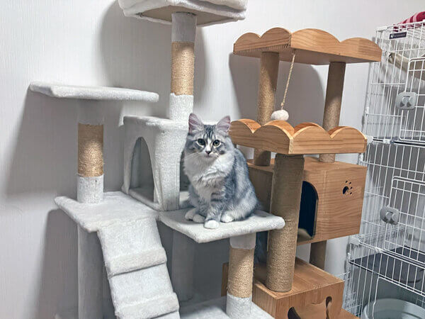 猫サイベリアンペットホテル