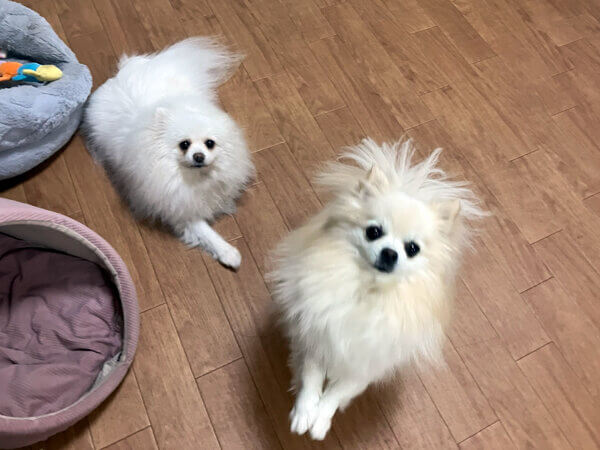 ポメラニアン×チワワペットホテル