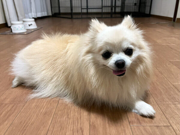 ポメラニアン×チワワペットホテル