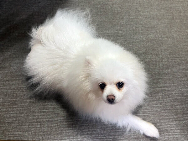 ポメラニアン×チワワペットホテル