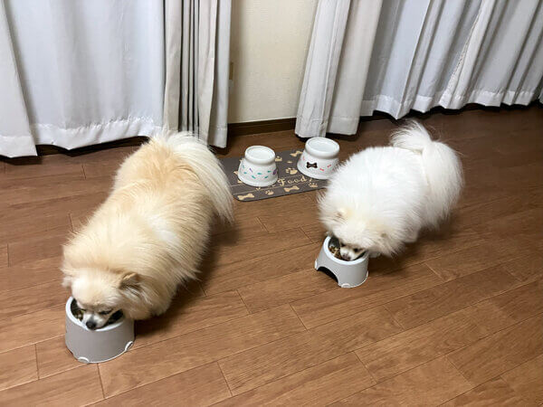 ポメラニアン×チワワペットホテル