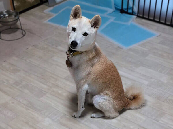 中型MIX犬ペットシッター