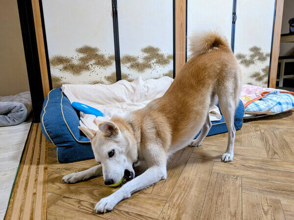 中型MIX犬ペットシッター