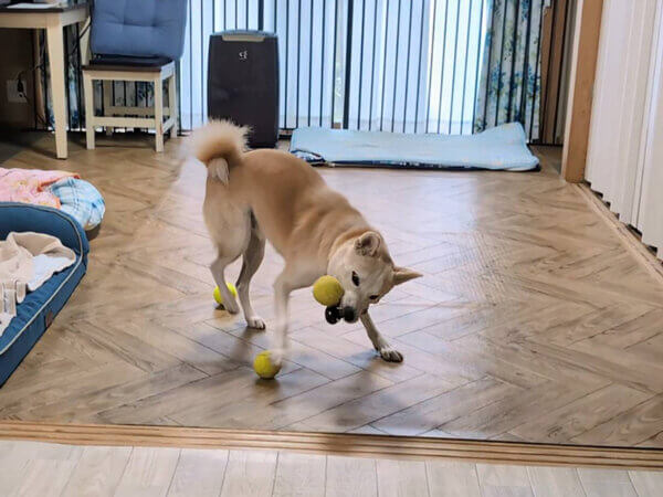 中型MIX犬ペットシッター