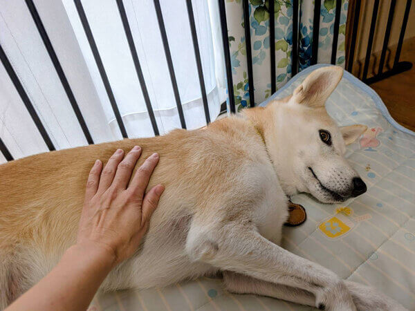 中型MIX犬ペットシッター