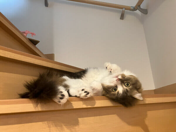 猫キンカローペットシッター