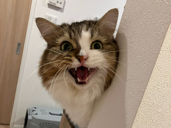 猫キンカローペットシッター