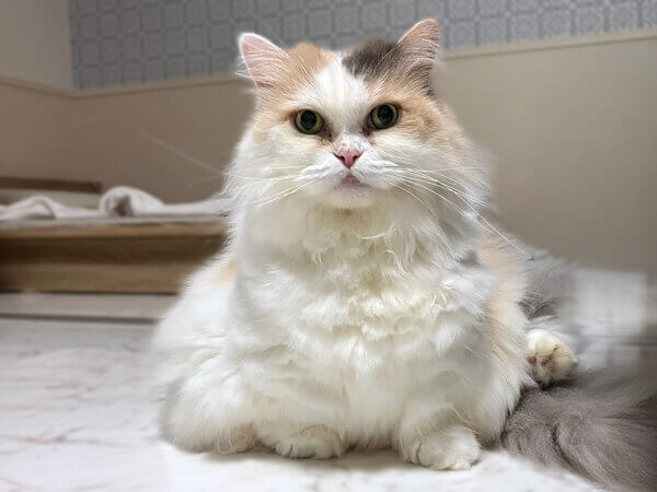 マンチカン猫ペットシッター