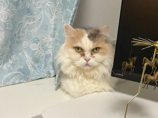 マンチカン猫ペットシッター